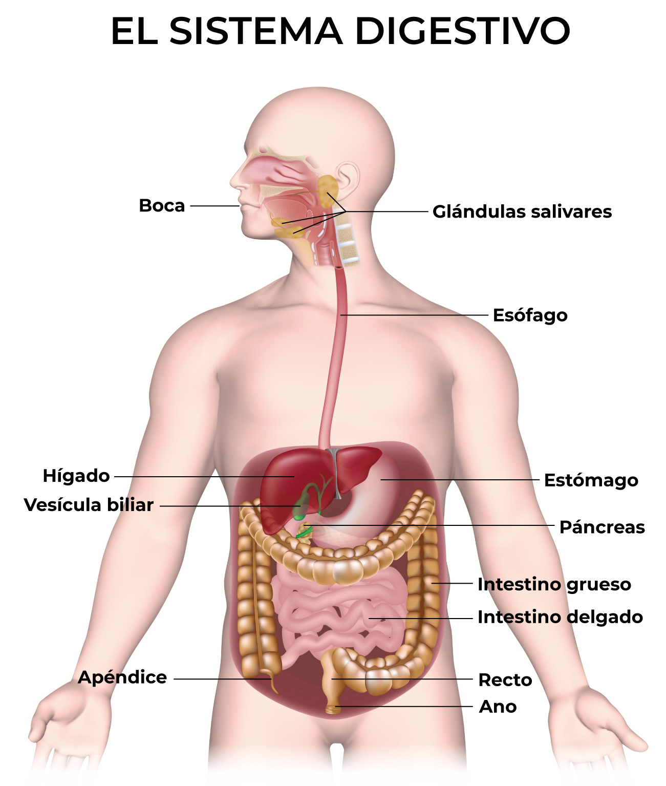 Ilustración: The Digestive System (NIH NIDDK, 2017 3) 